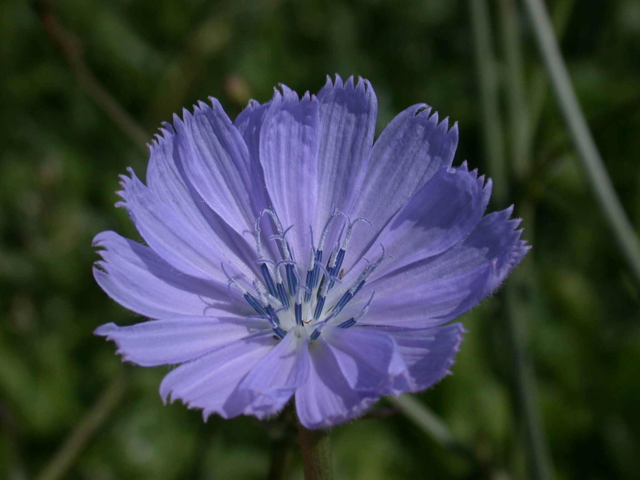 Chickory plants bloom light purple flowers.