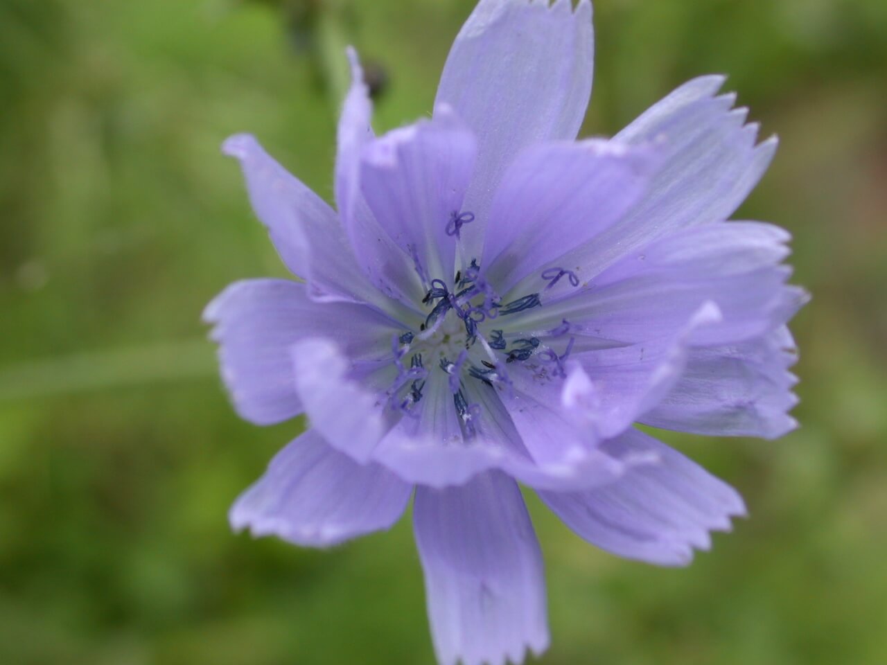 Chickory plants bloom light purple flowers.