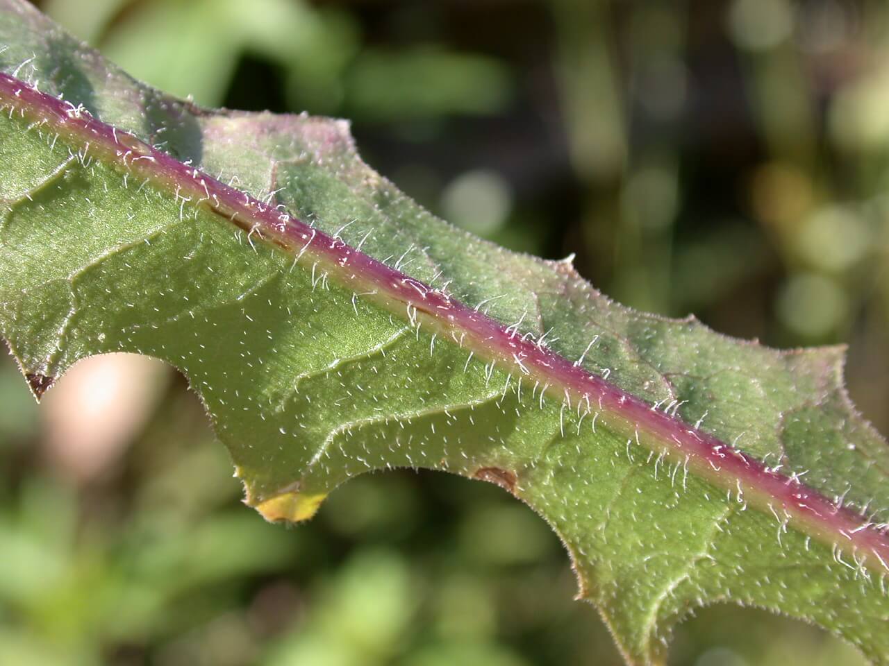 Chickory Leaf Underside