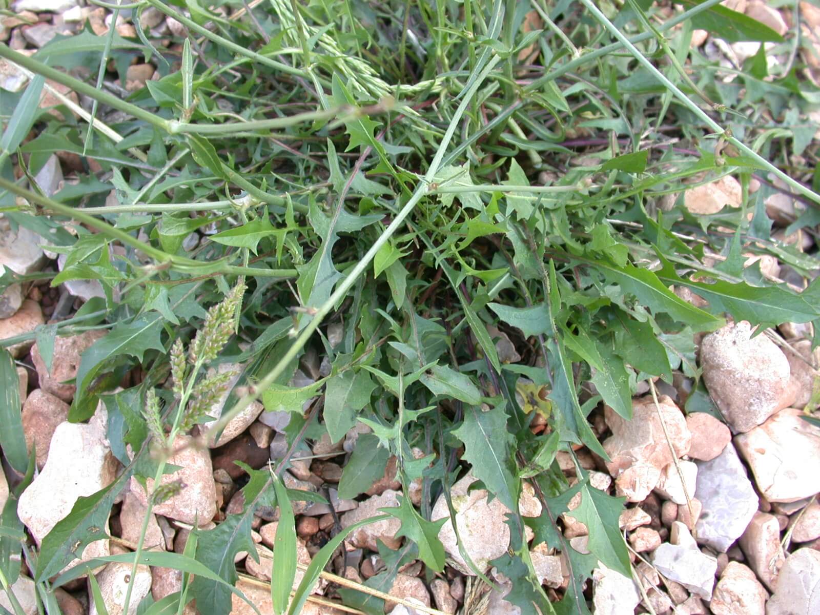 Chickory Plant Base