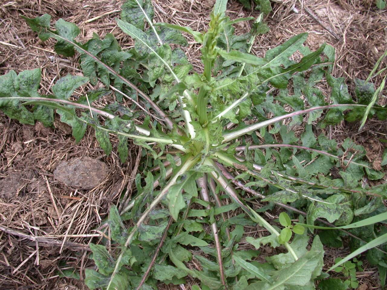 Chickory Rosette