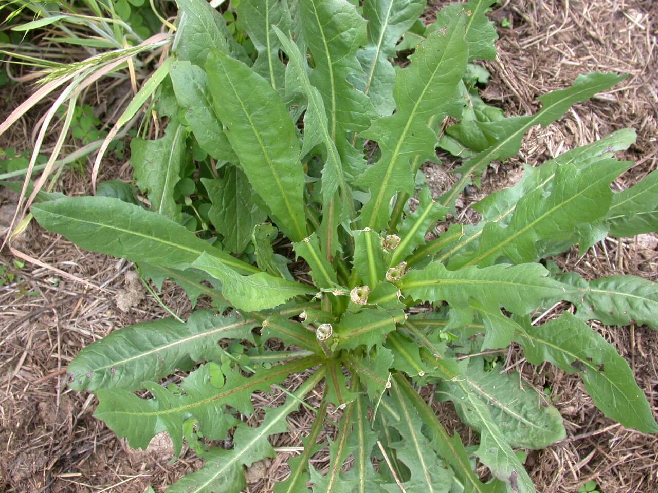 Chickory rosette with grazed off stems.