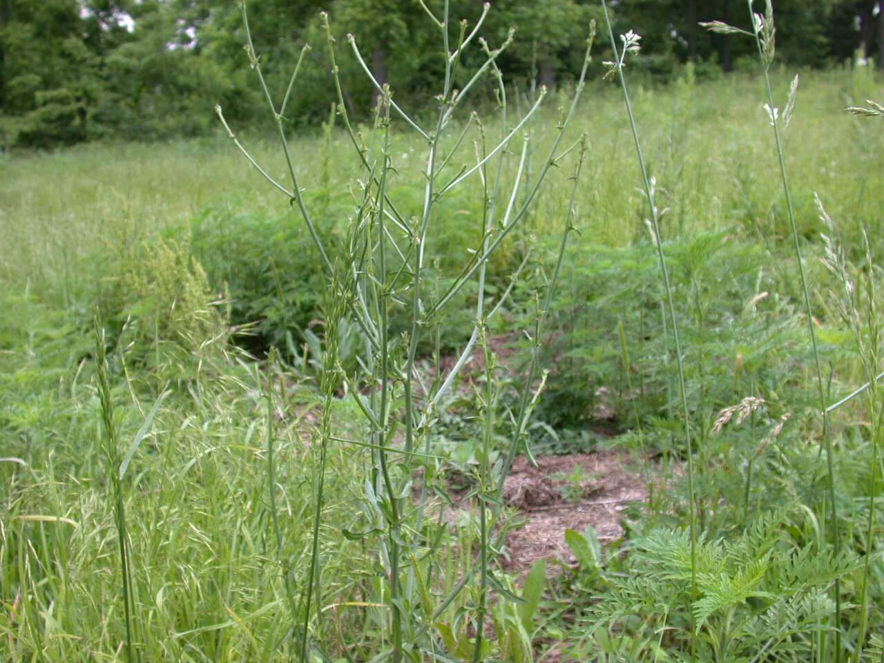 Chickory Stems