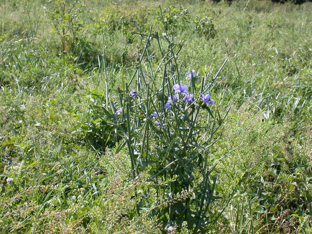 Chickory Stems and Blooms