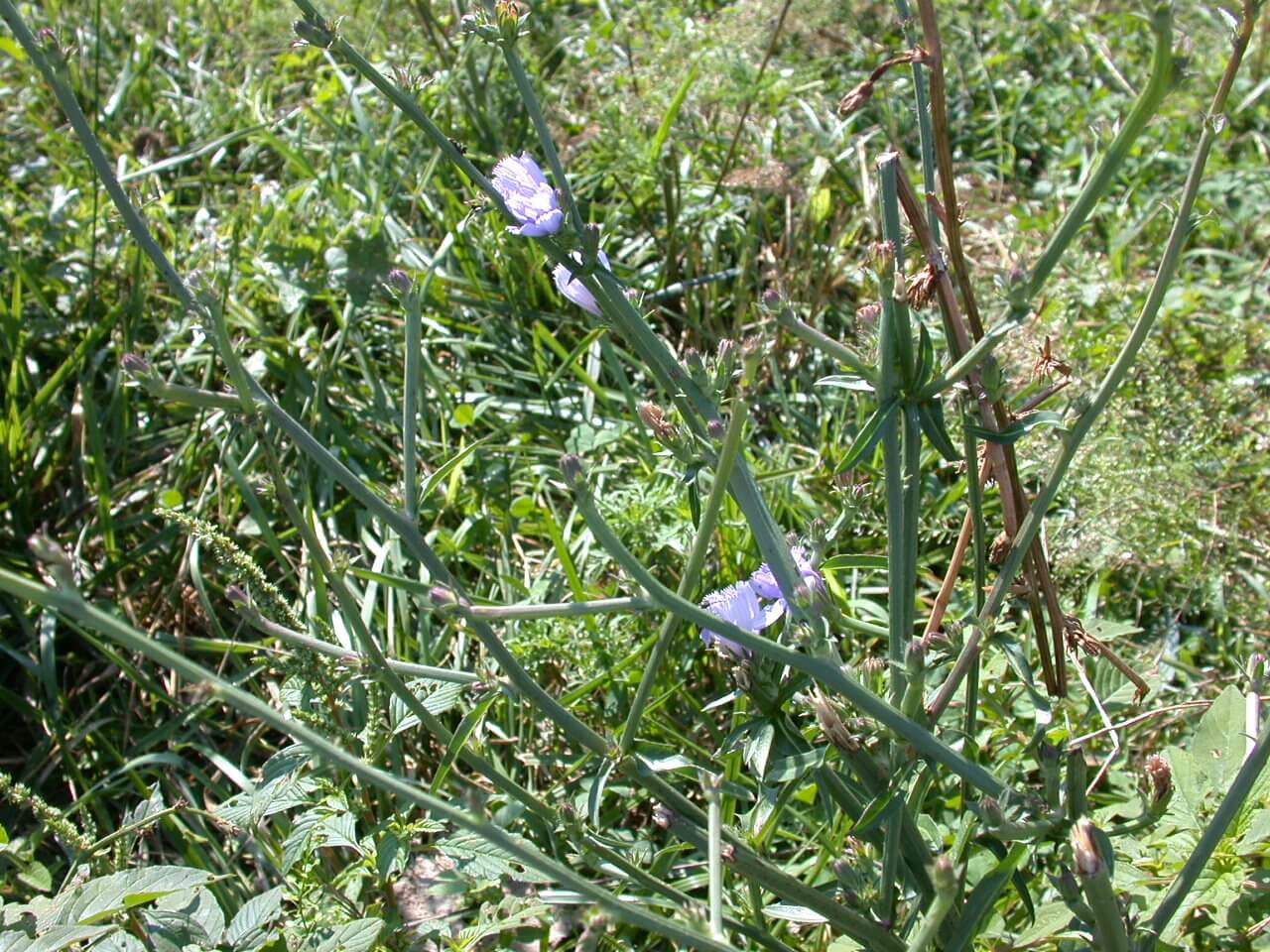 Chickory Stems and Blooms