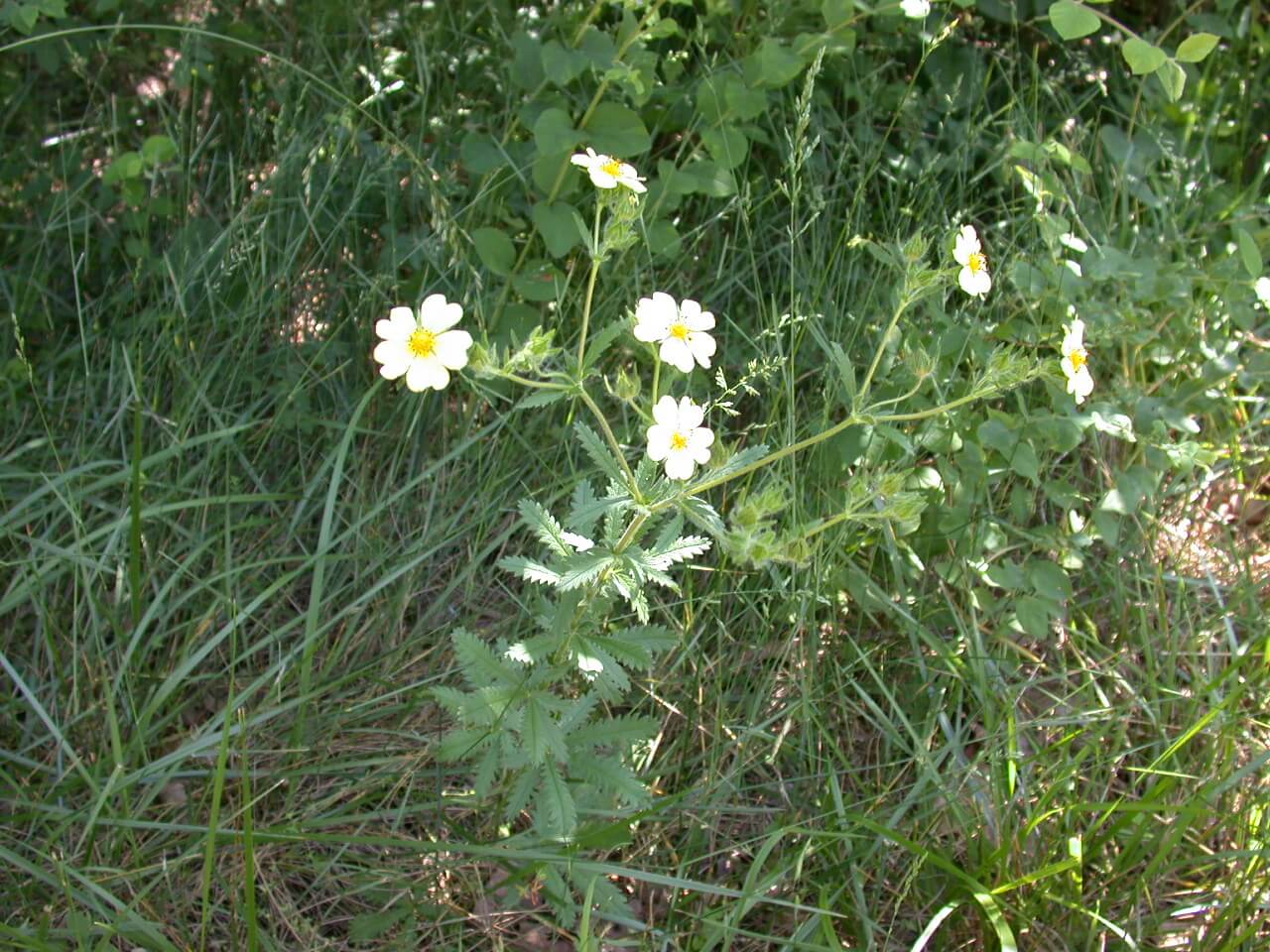 Cinquefoil