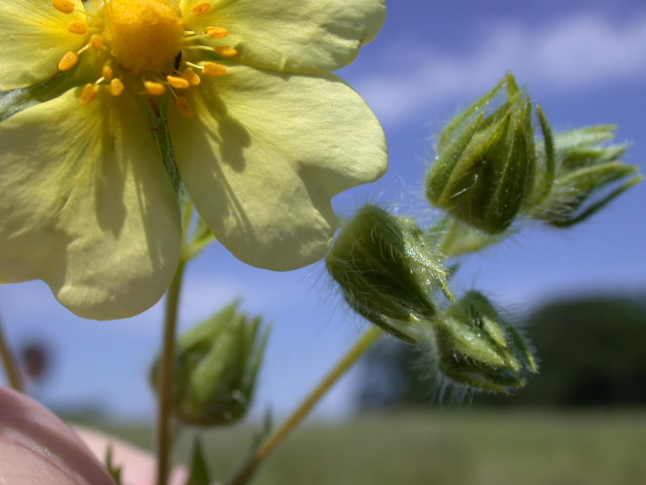 Ciinquefoil buds are covered in fiberous hairs.