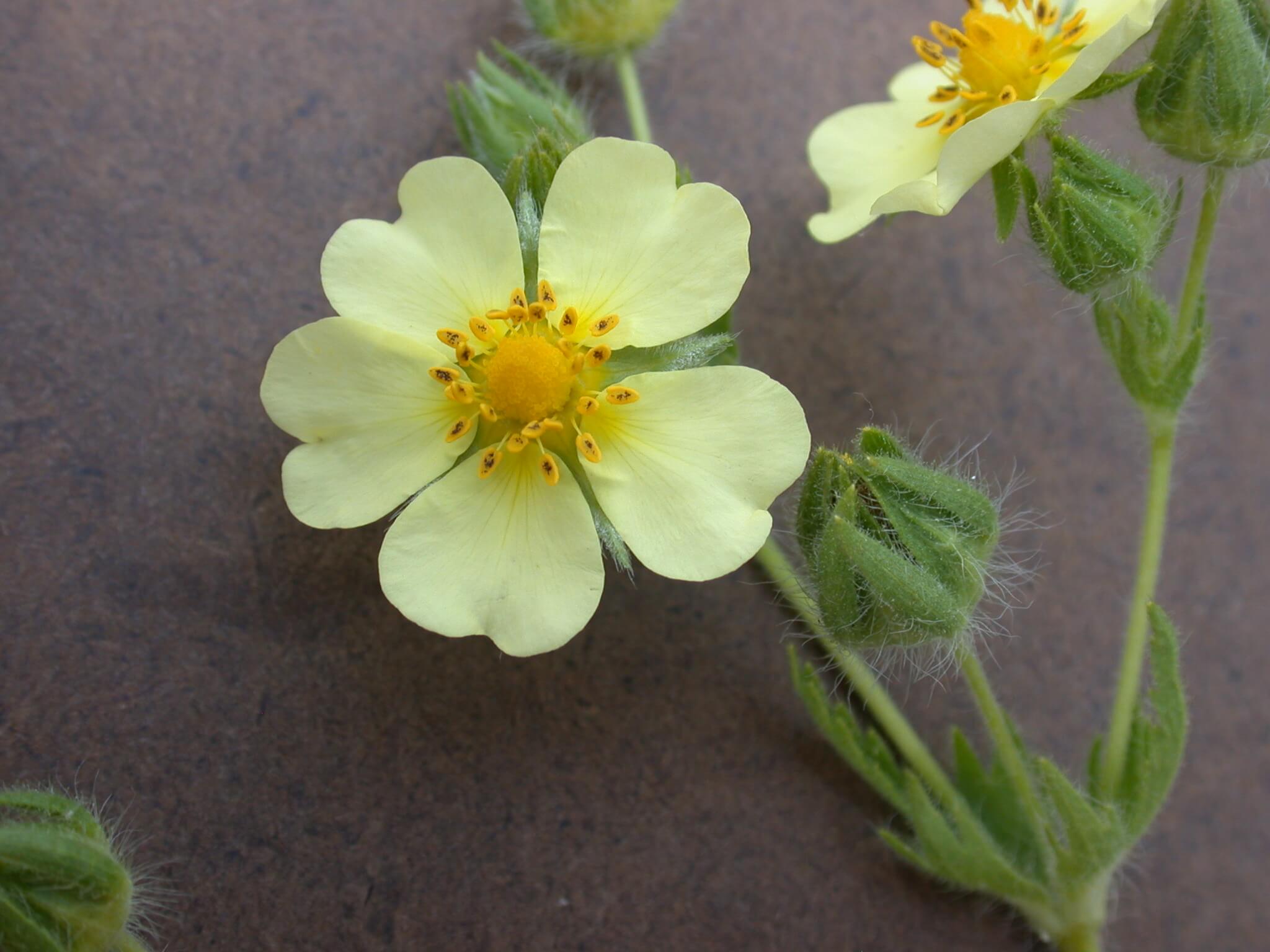 Cinquefoil flowers are a dark yellow in the middle and fade to pale yellow on the petals.