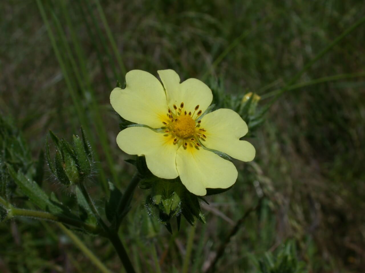 Cinquefoil