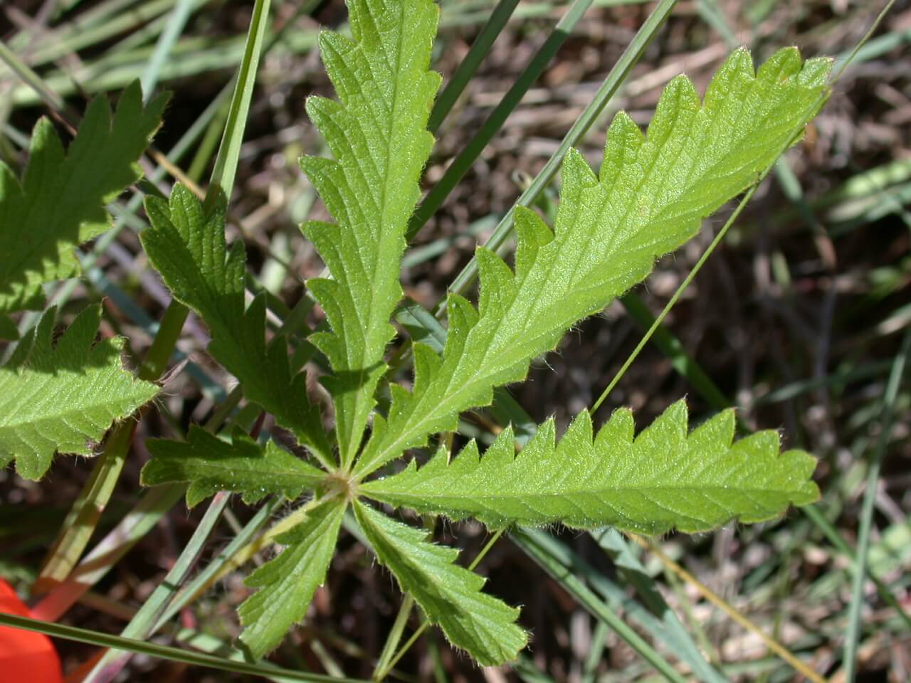 Cinquefoil Leaf