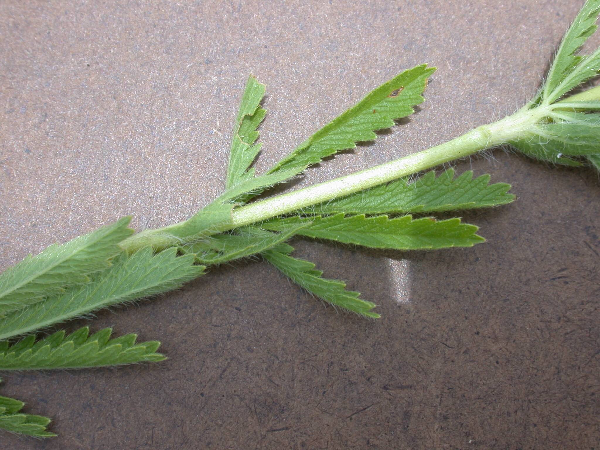 Cinquefoil Stem