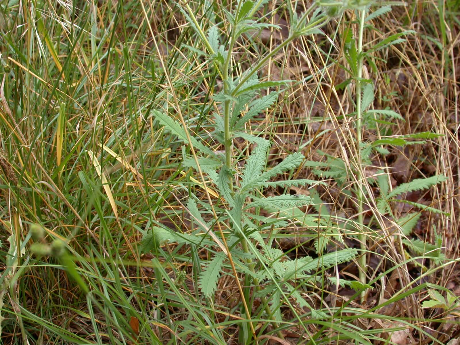 Cinquefoil stem lower plant.