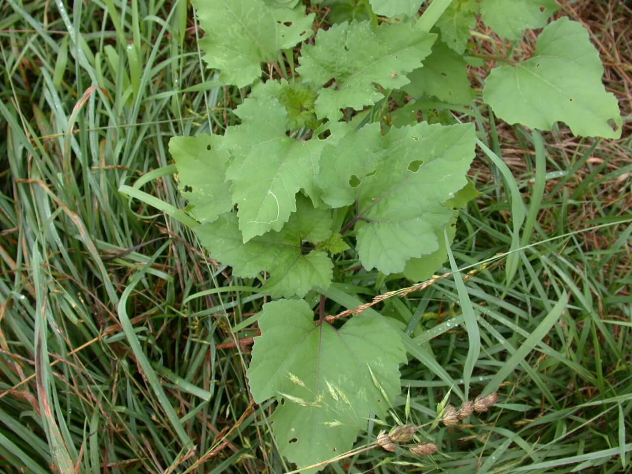 Cocklebur Plant