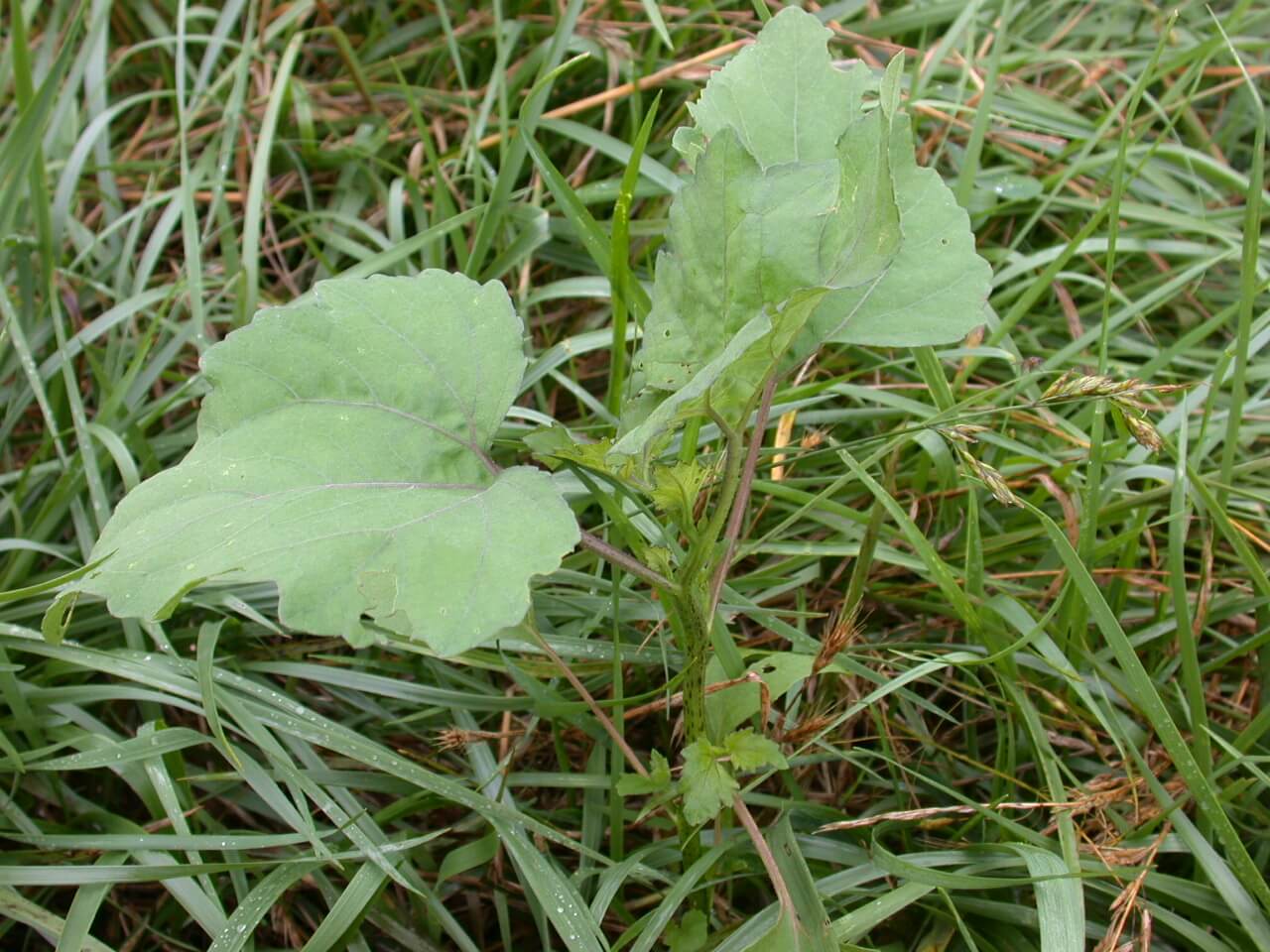 Cocklebur Seedling