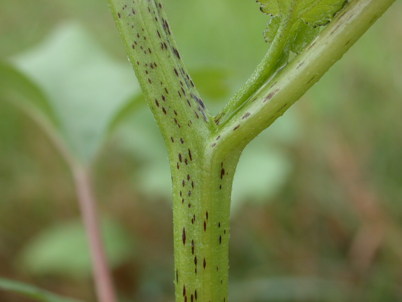 Cocklebur Stem Cocklebur stems have diamond shaped black spots on the stem.