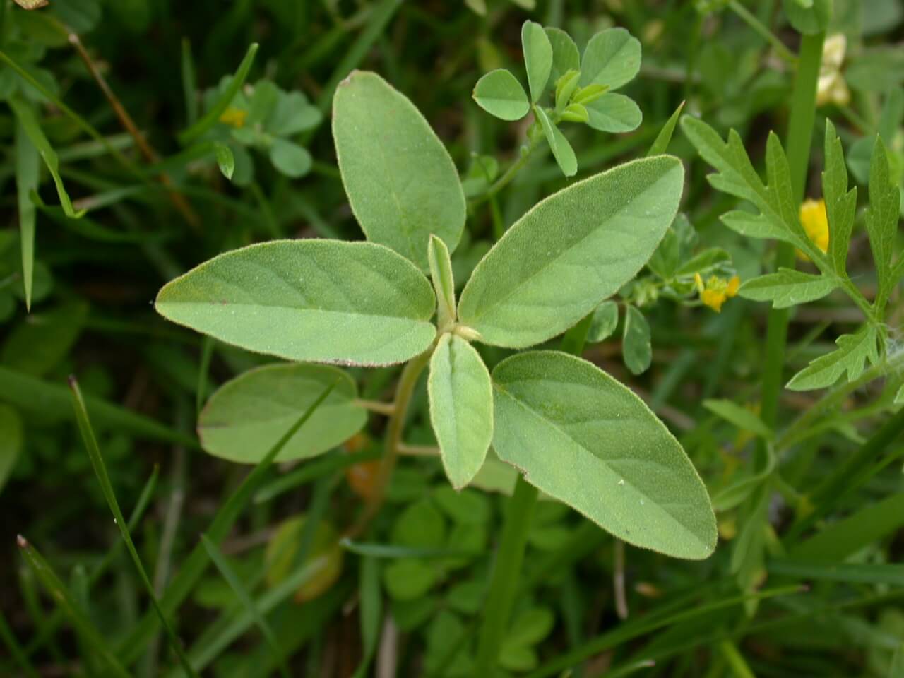 Croton Leaf