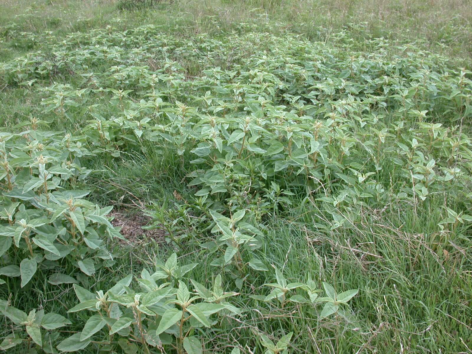 Croton Plants