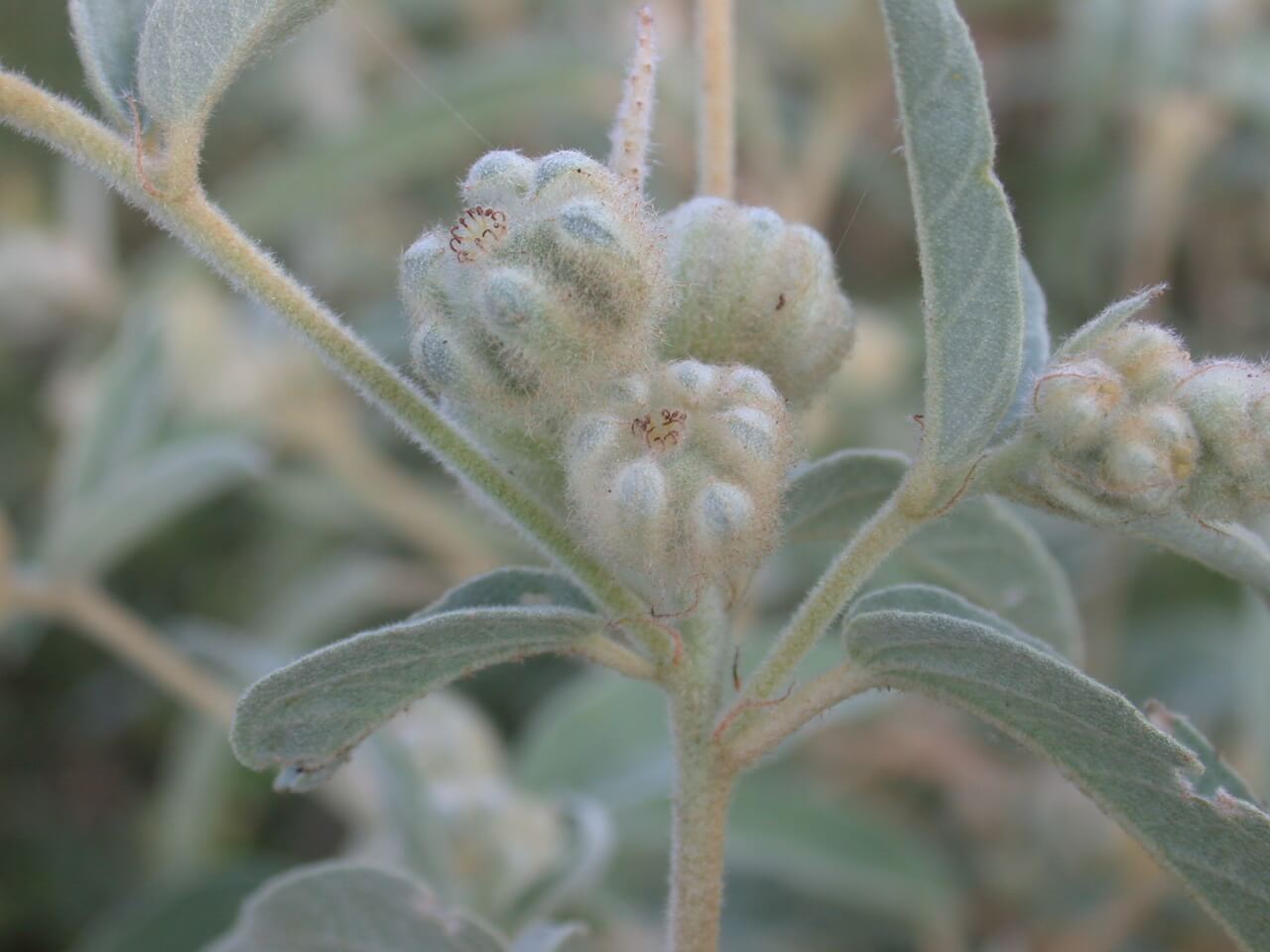 Croton Pod Croton Pod