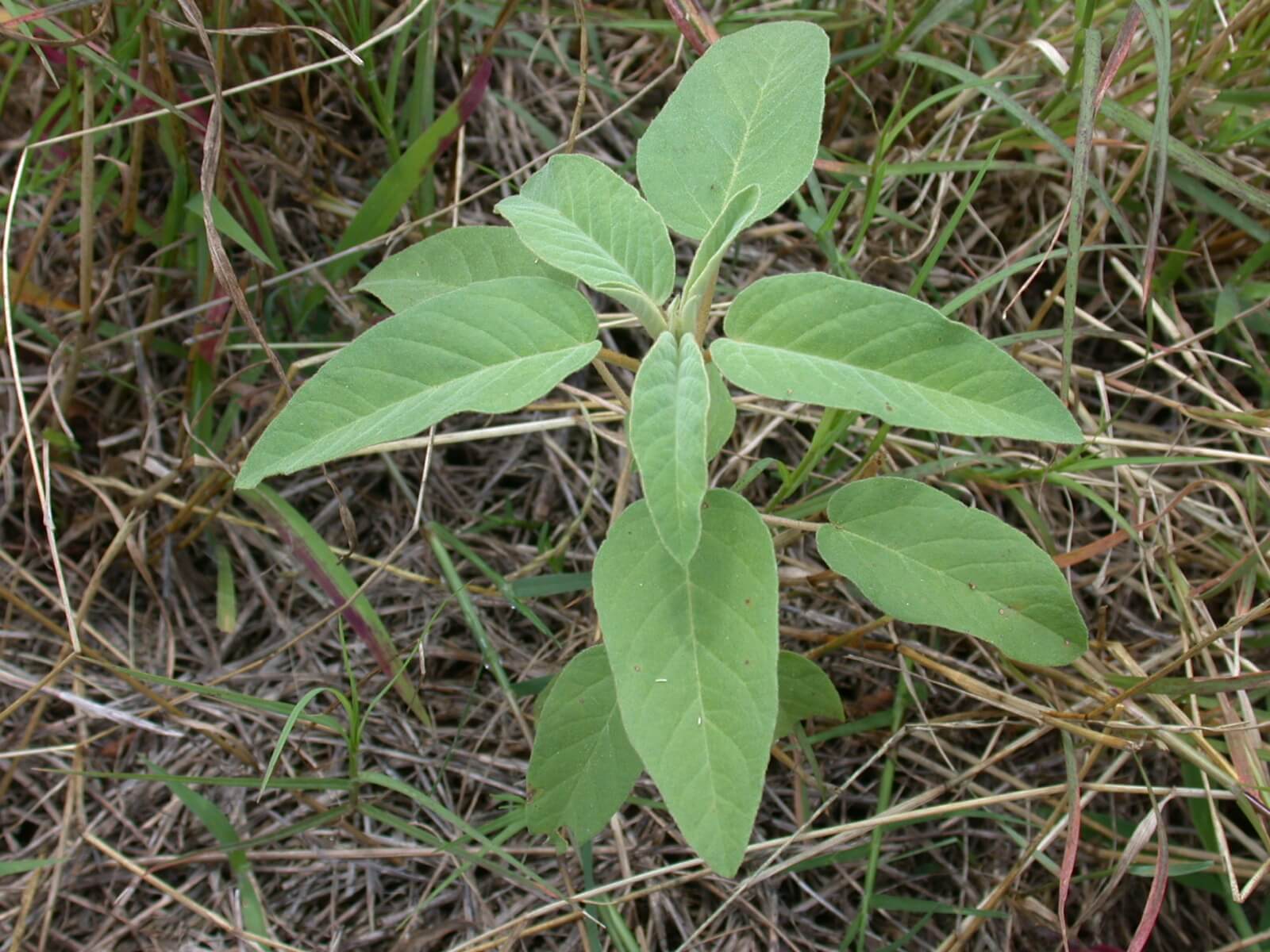 Croton Seedling