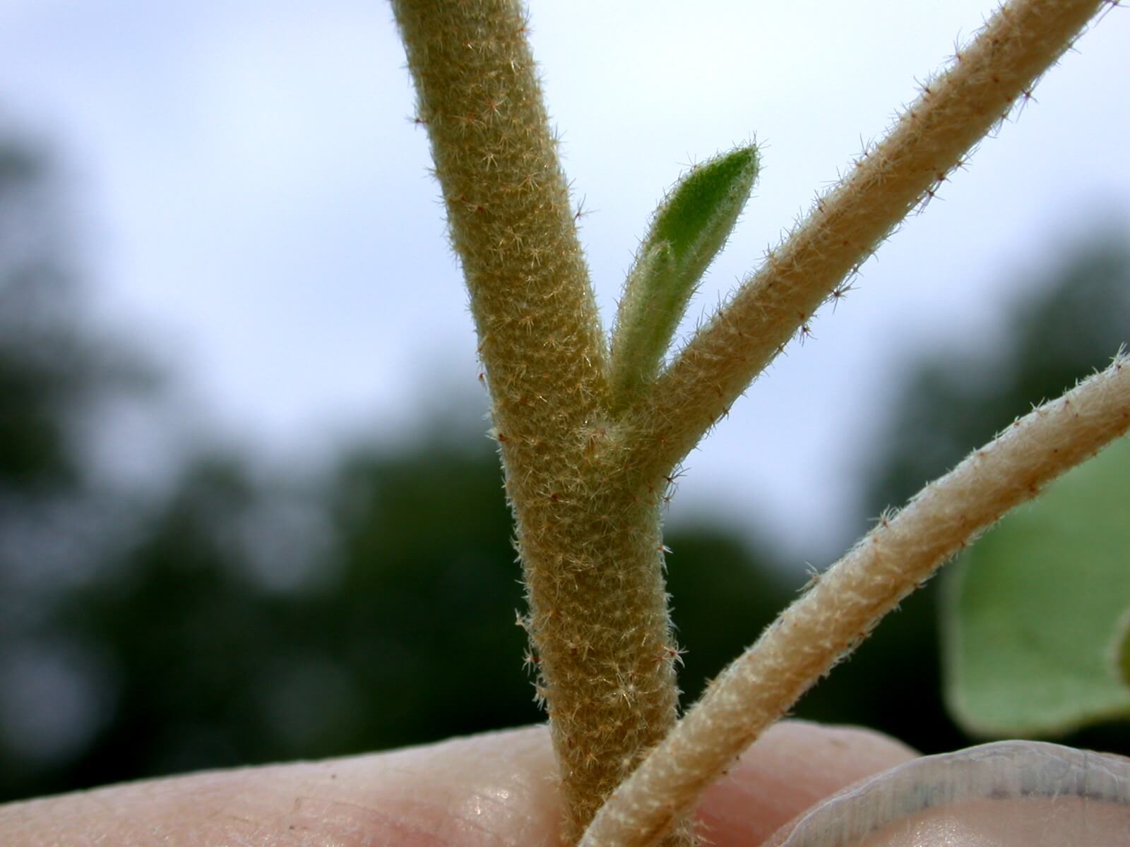 Croton Stem