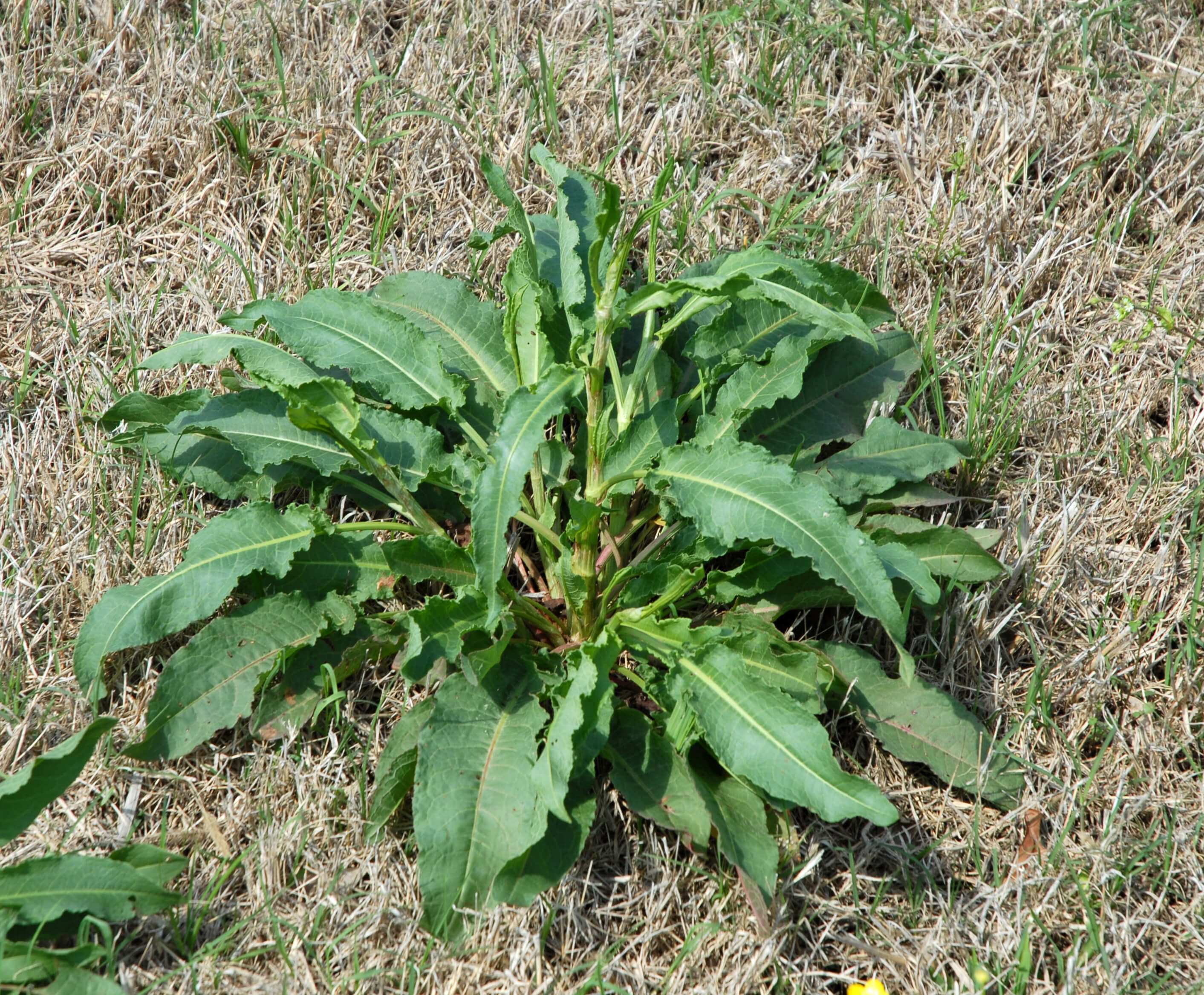 Curly Dock