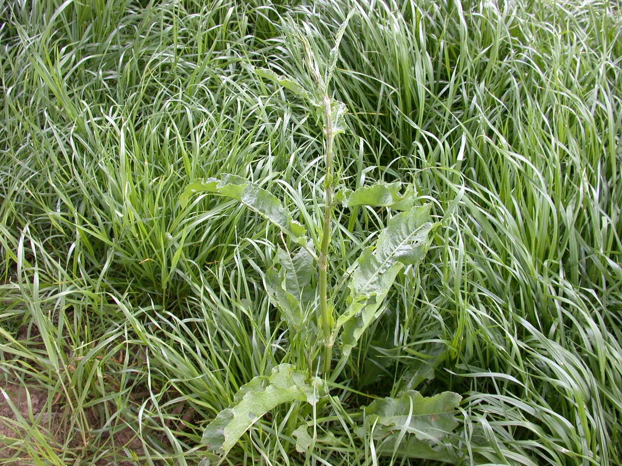 Curly Dock Plant