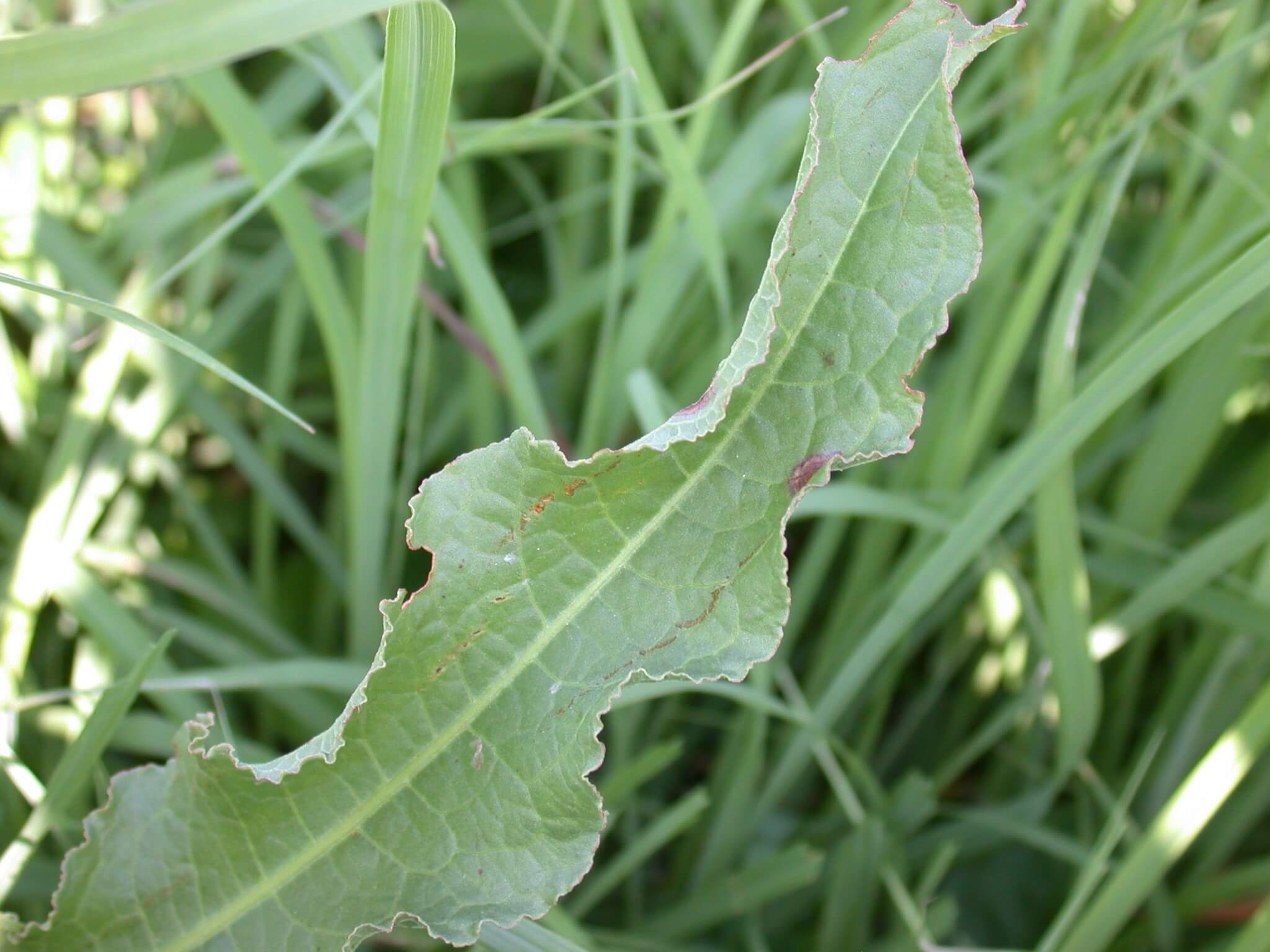 Curly Dock Leaf