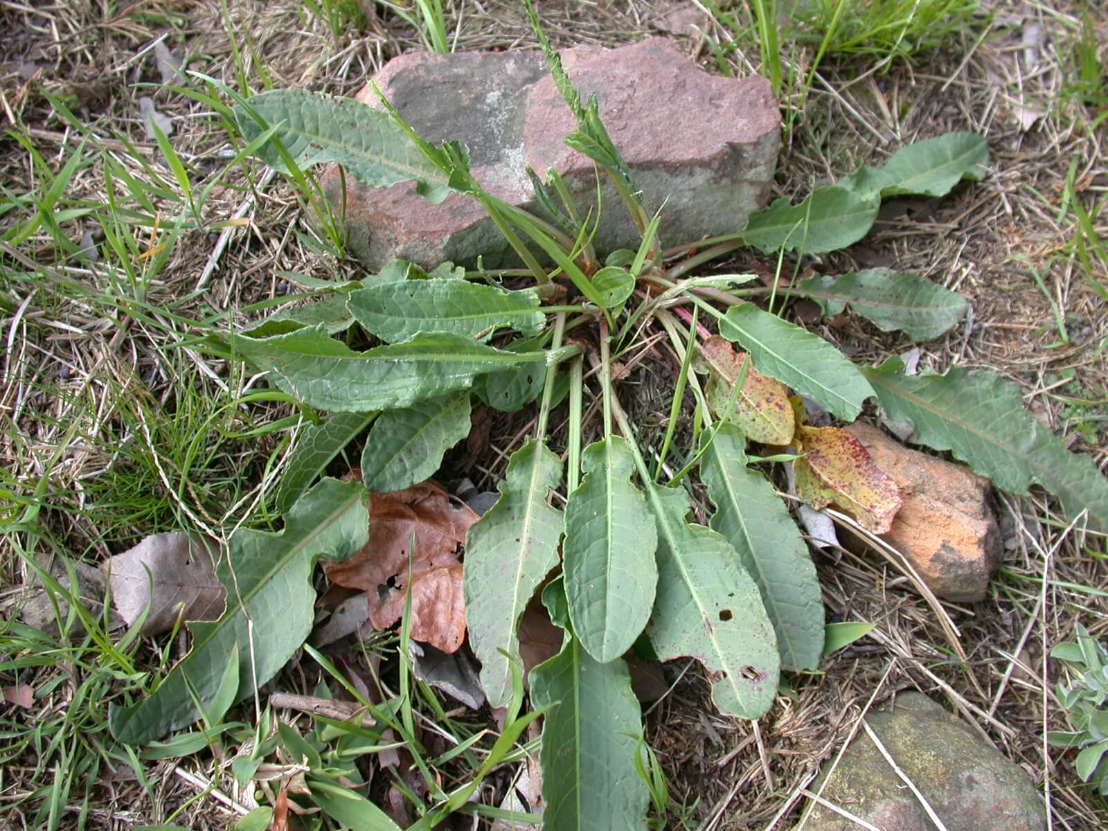 Curly Dock Rosette