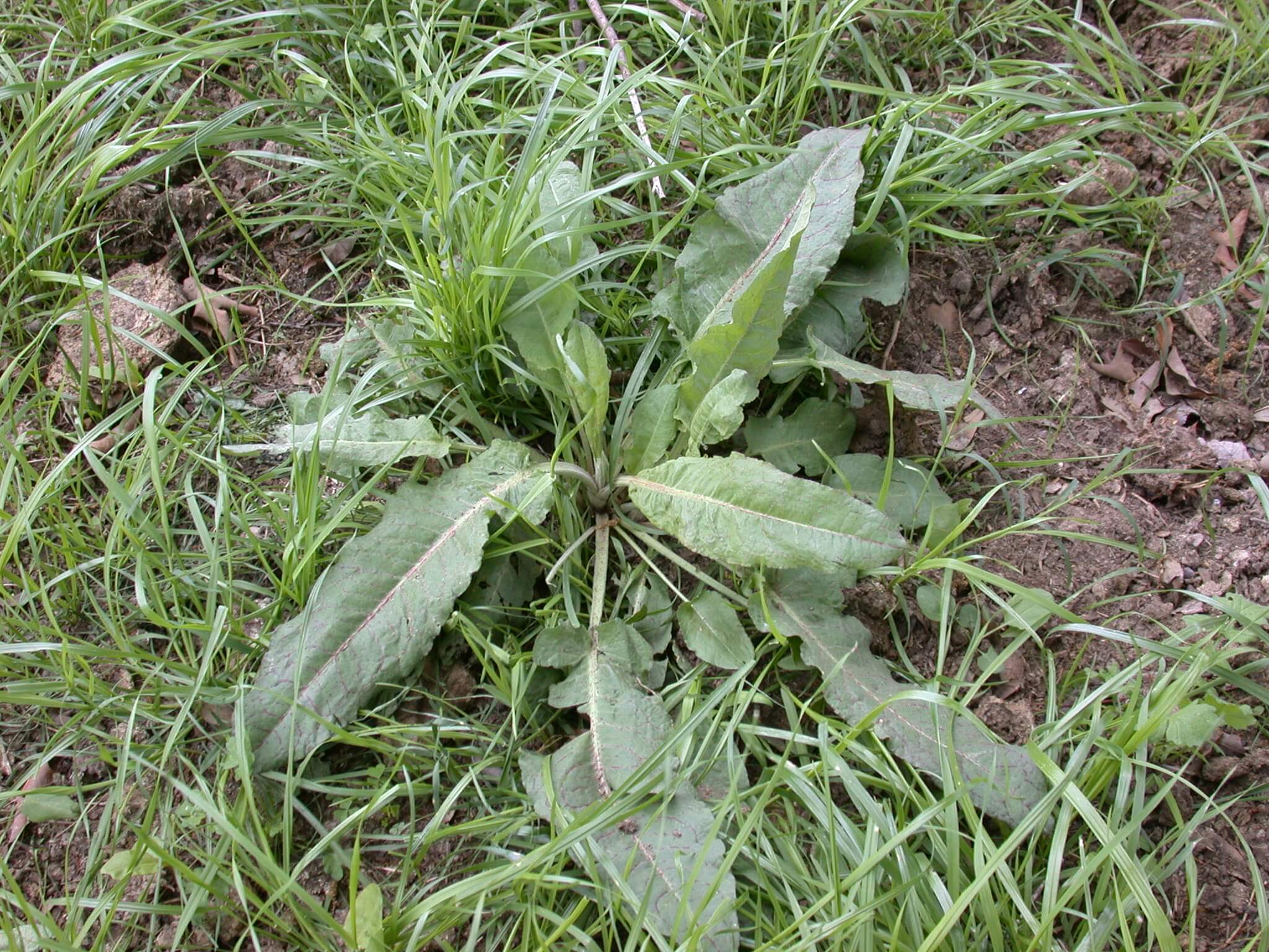 Curly Dock Rosette