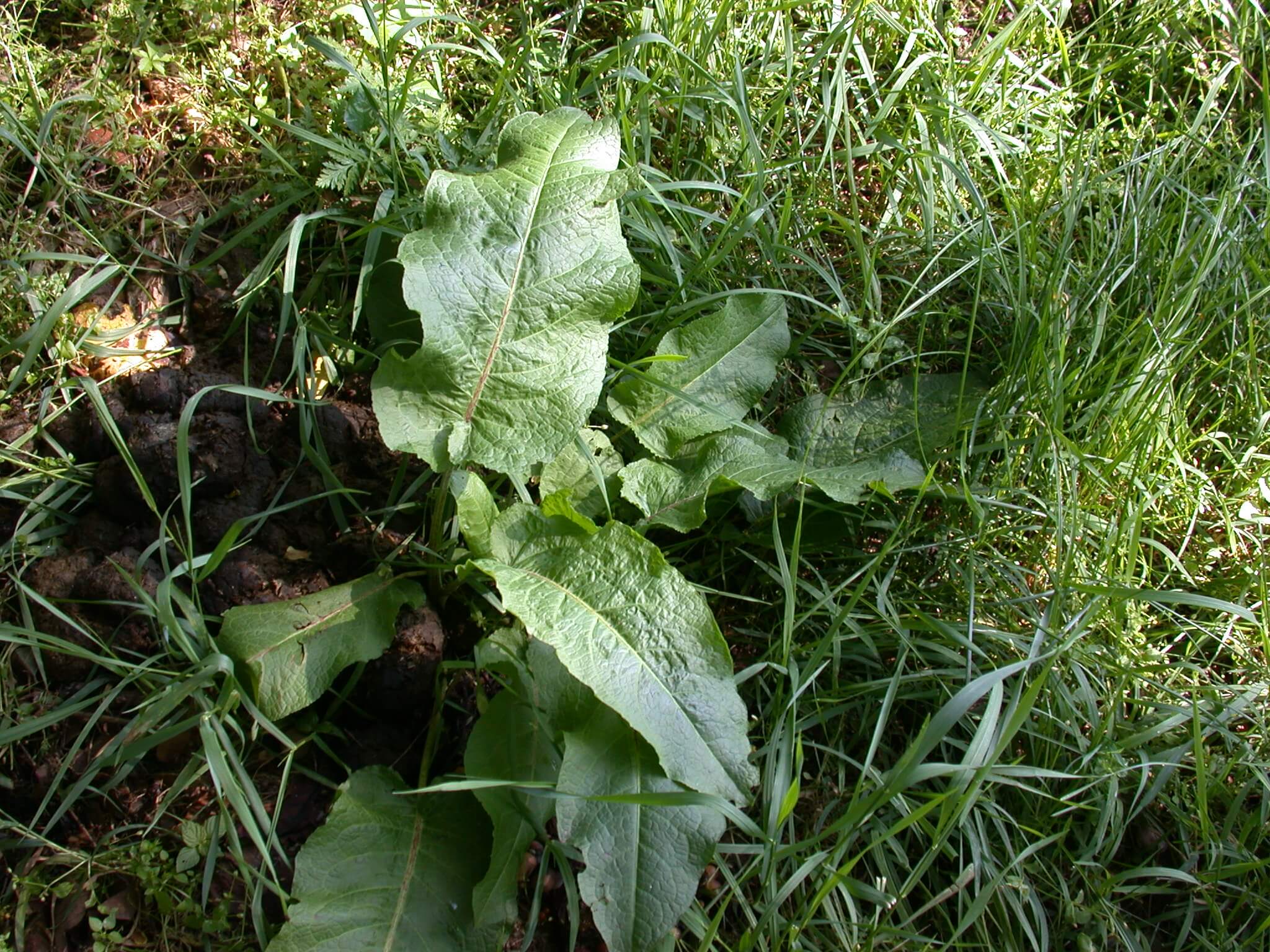 Curly Dock Rosette