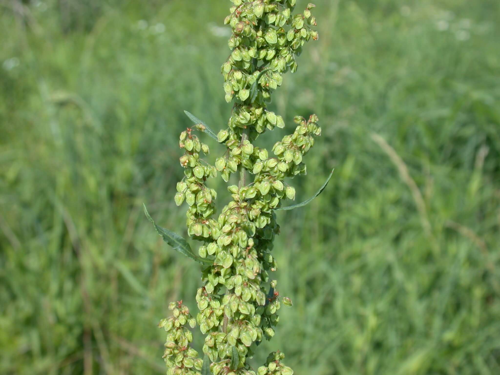 Curly Dock Seedhead