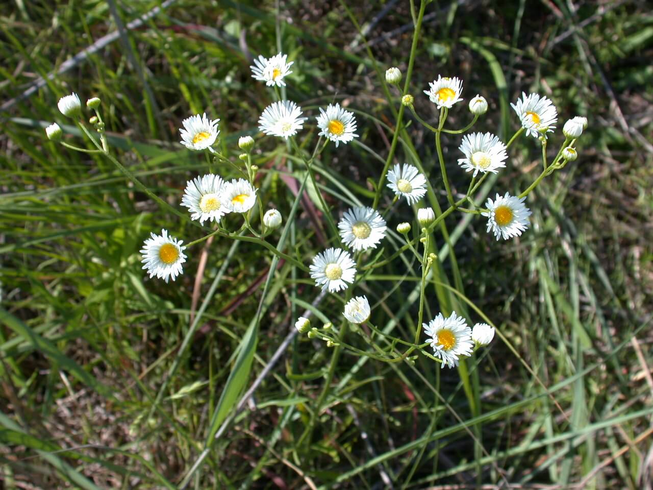 Daisy Fleabane Plant