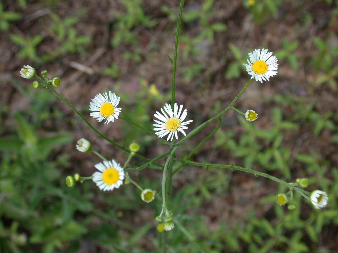 Daisy fleabane bloom has a yellow disk and white petals. Daisy fleabane bloom has a yellow disk and white petals.