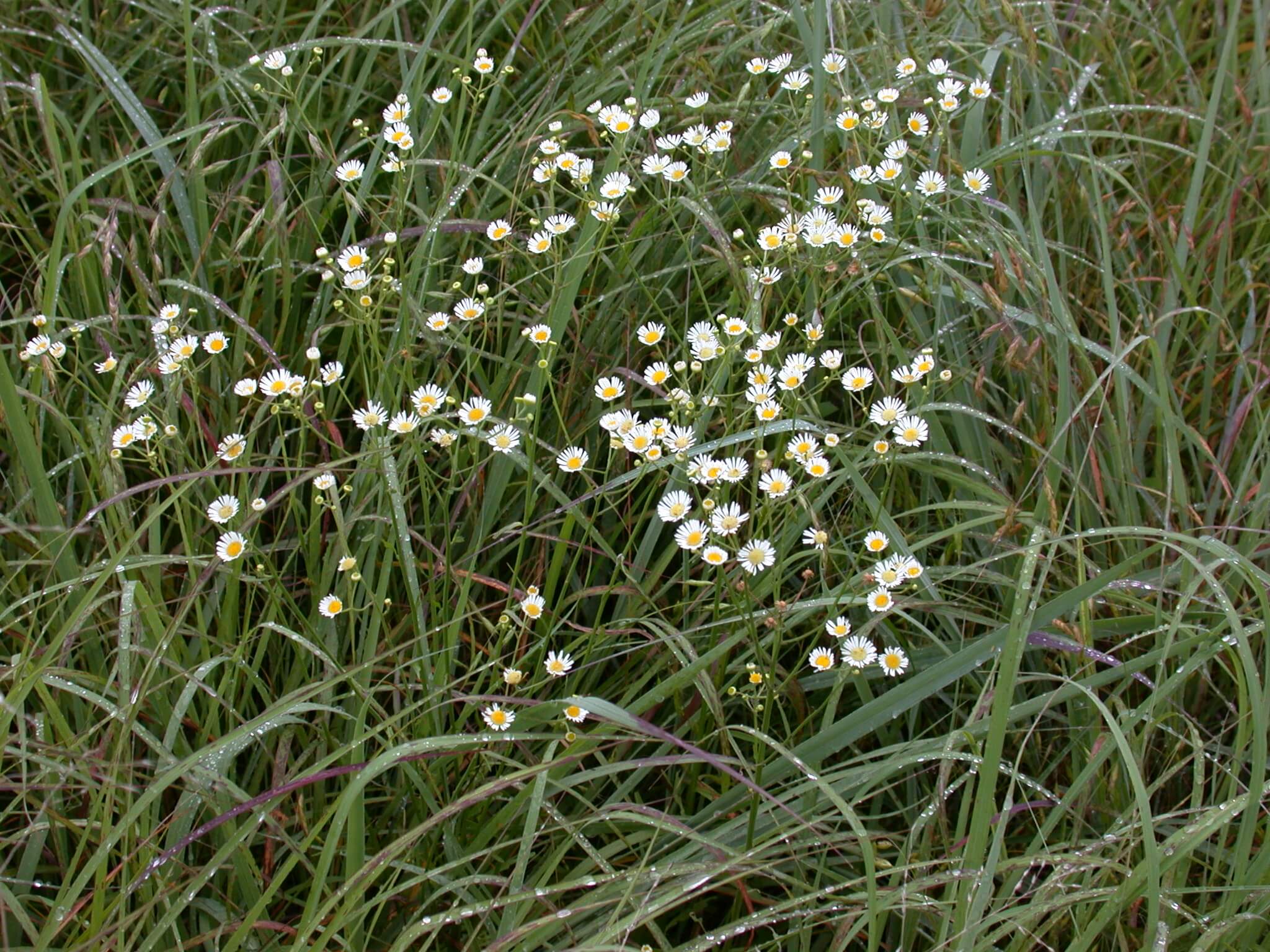 Daisy fleabane bloom has a yellow disk and white petals.