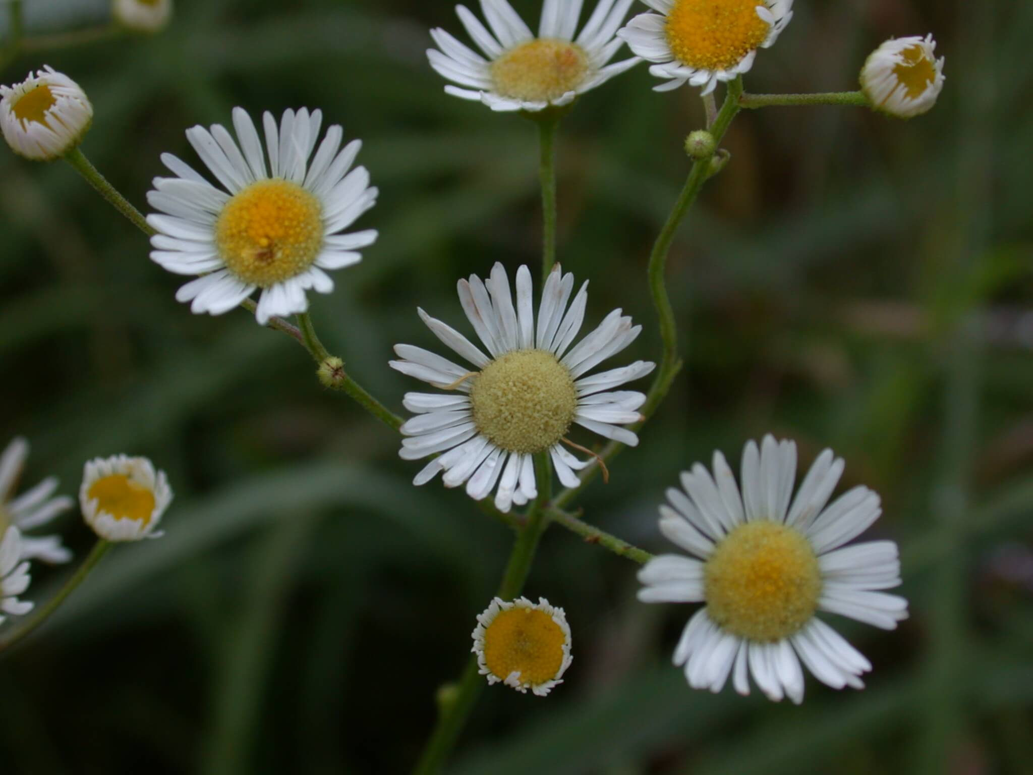 Daisy fleabane bloom has a yellow disk and white petals.