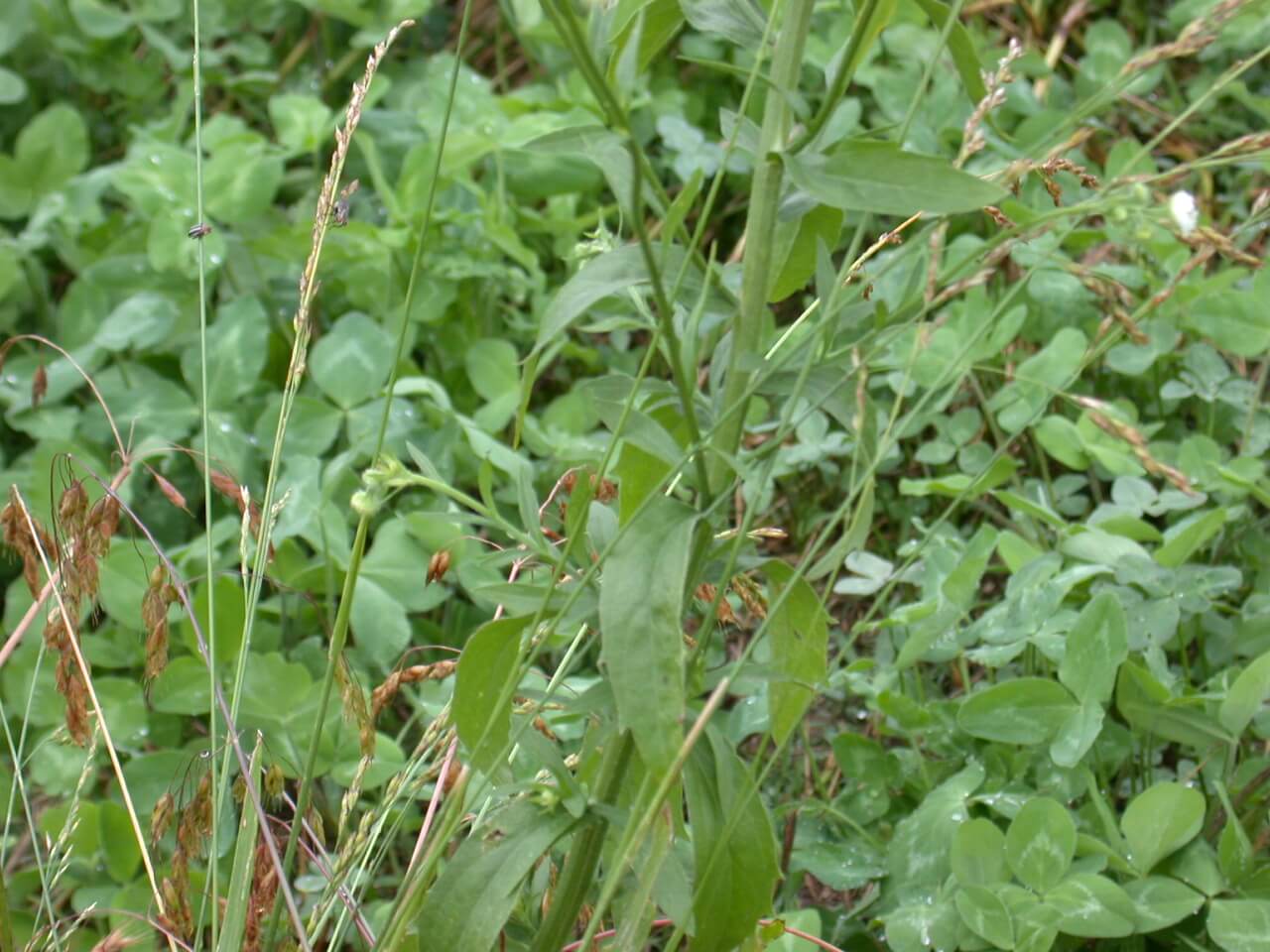 Daisy Fleabane Leaves