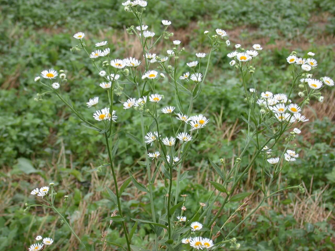 Daisy Fleabane Plant