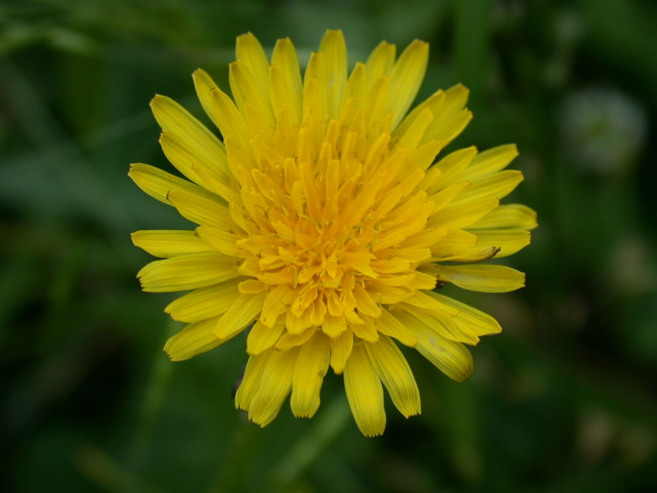 Dandelion Bloom