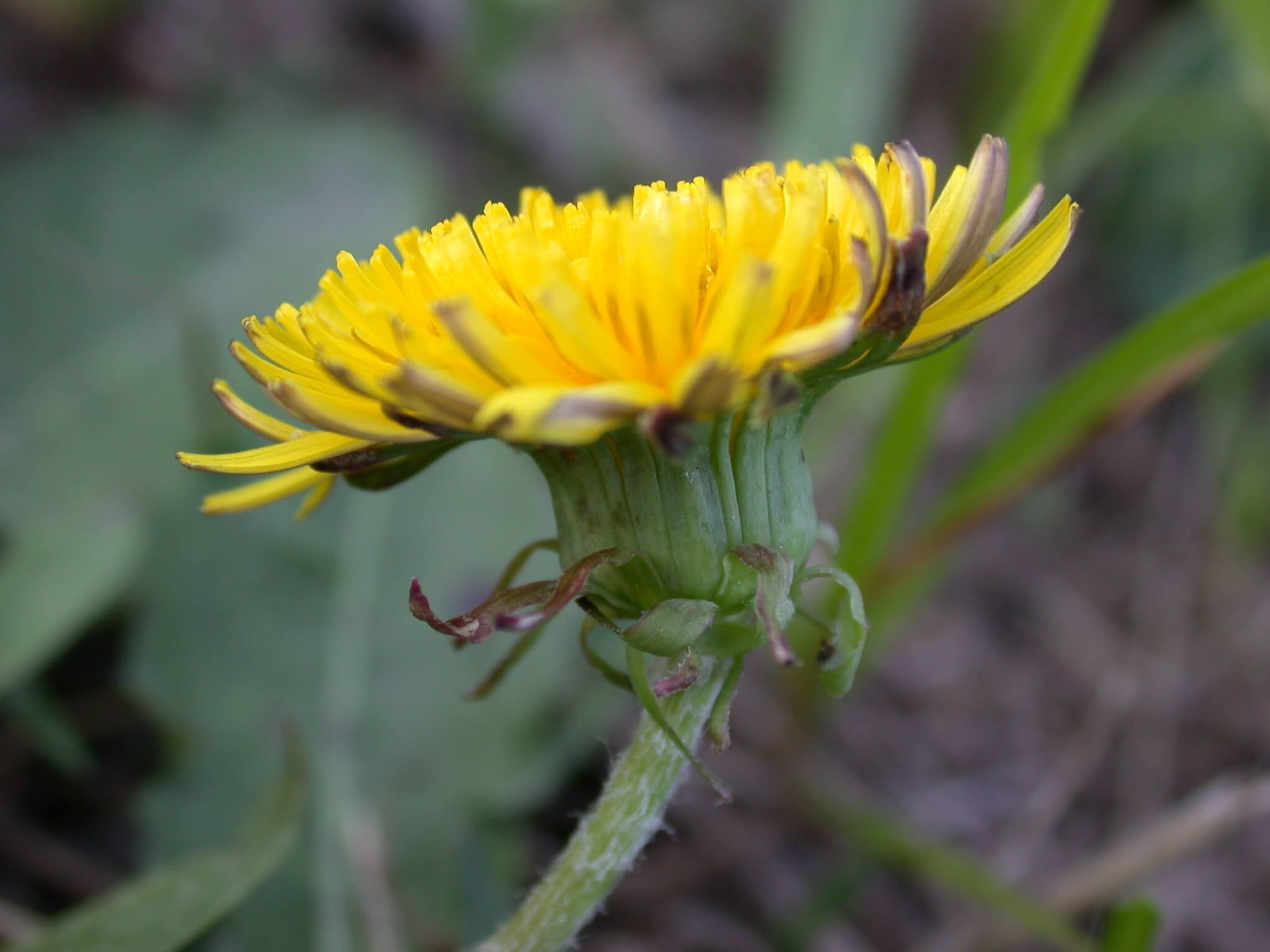 Dandelion blooms are vibrant yellow; petals are usually short.