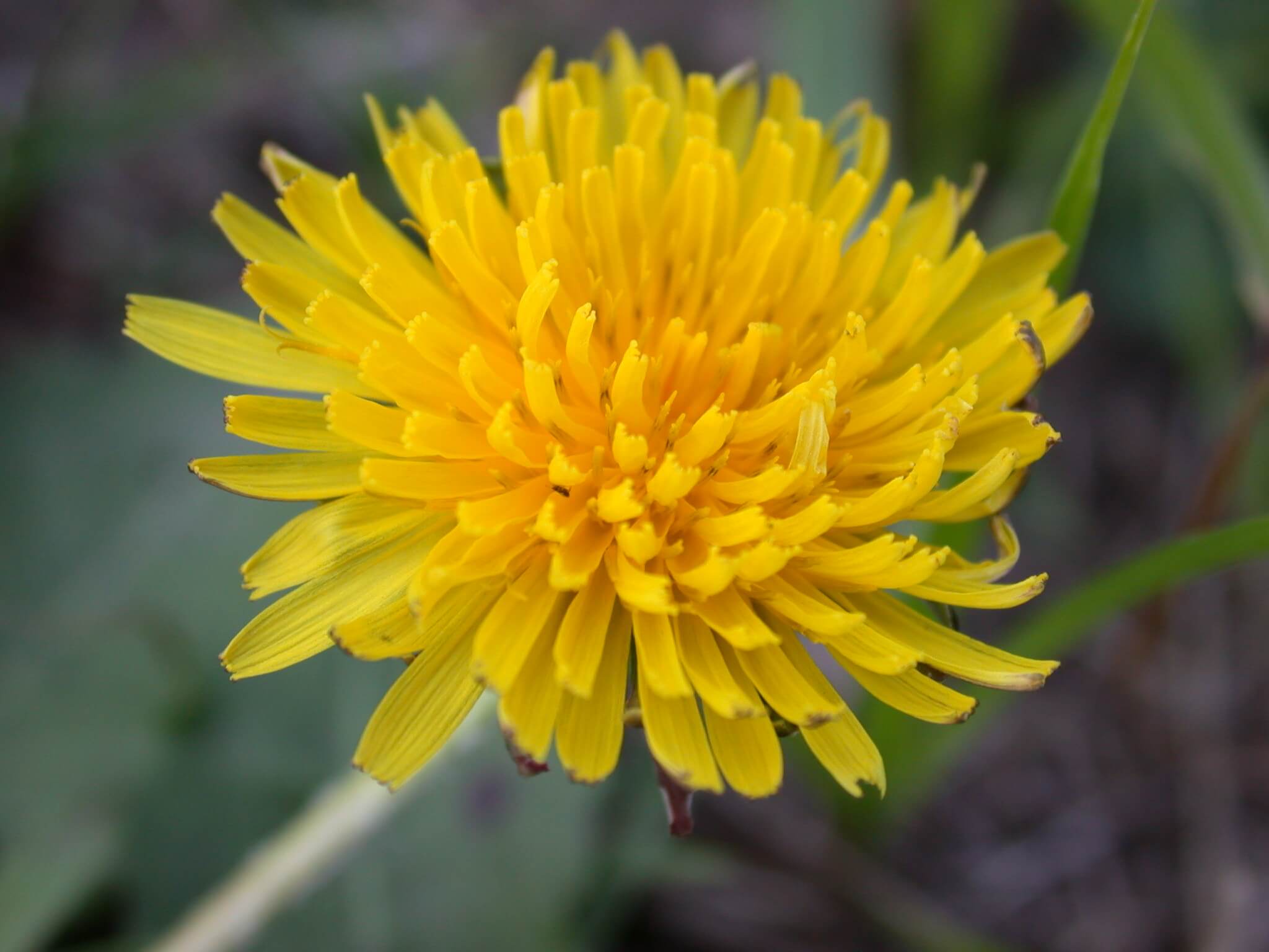 Dandelion blooms are vibrant yellow.