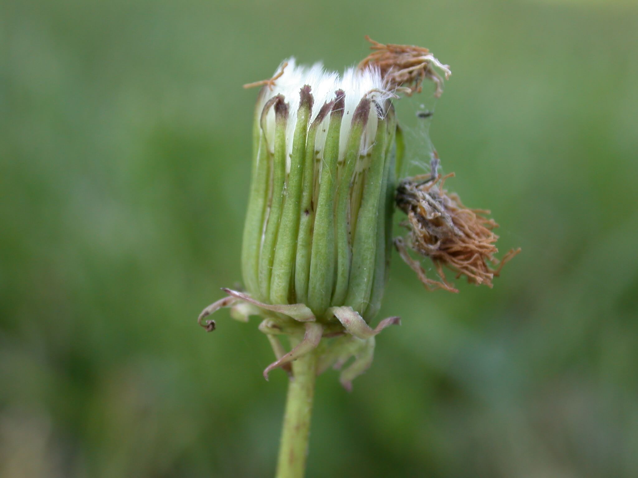 Dandelion Head