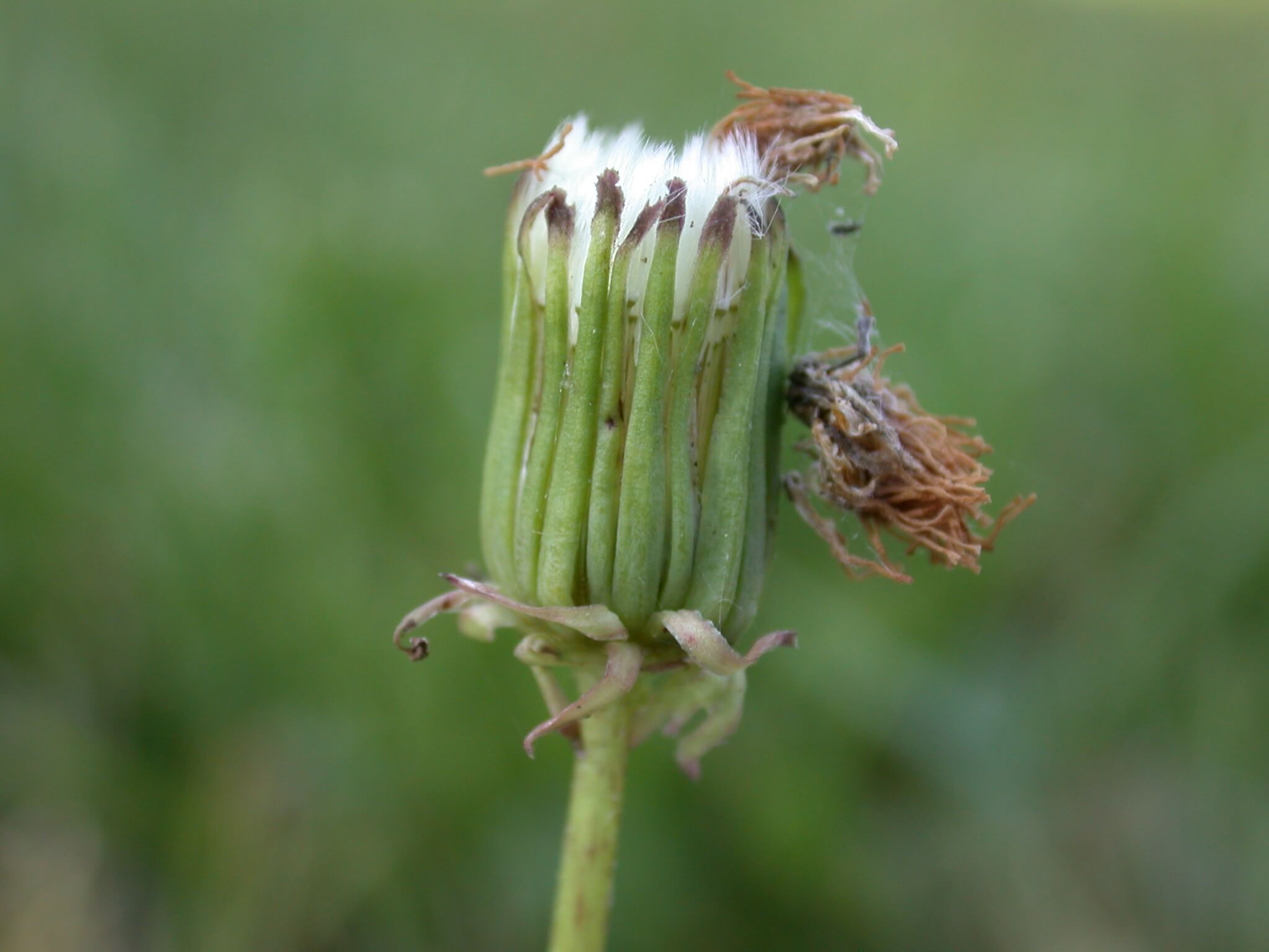 Dandelion Head