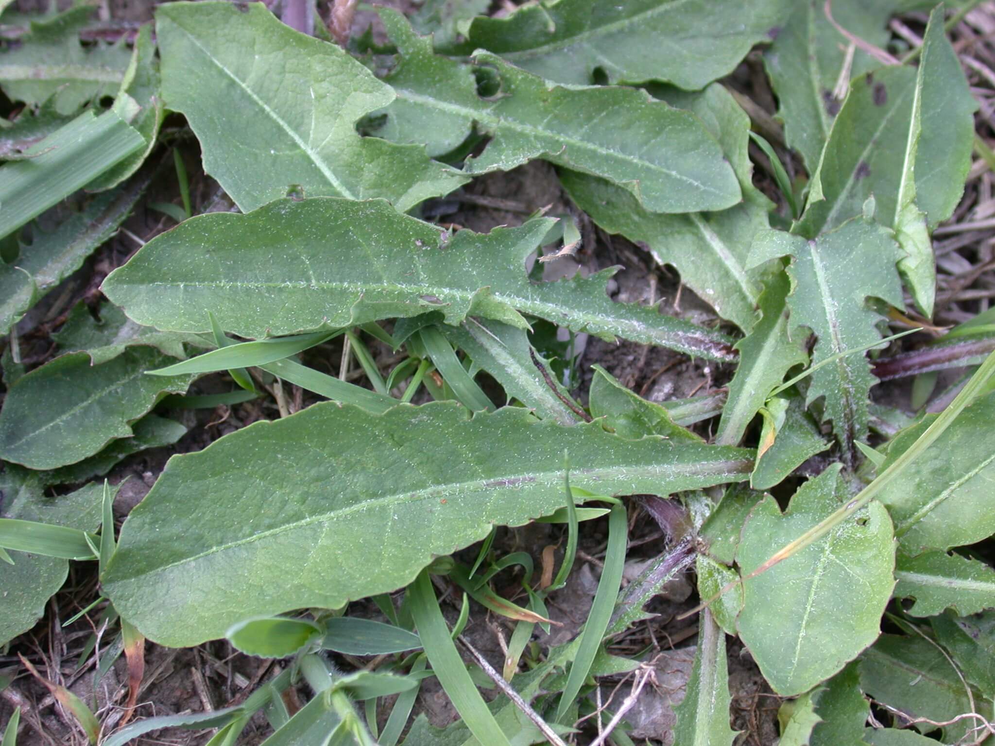 Dandelion Leaves