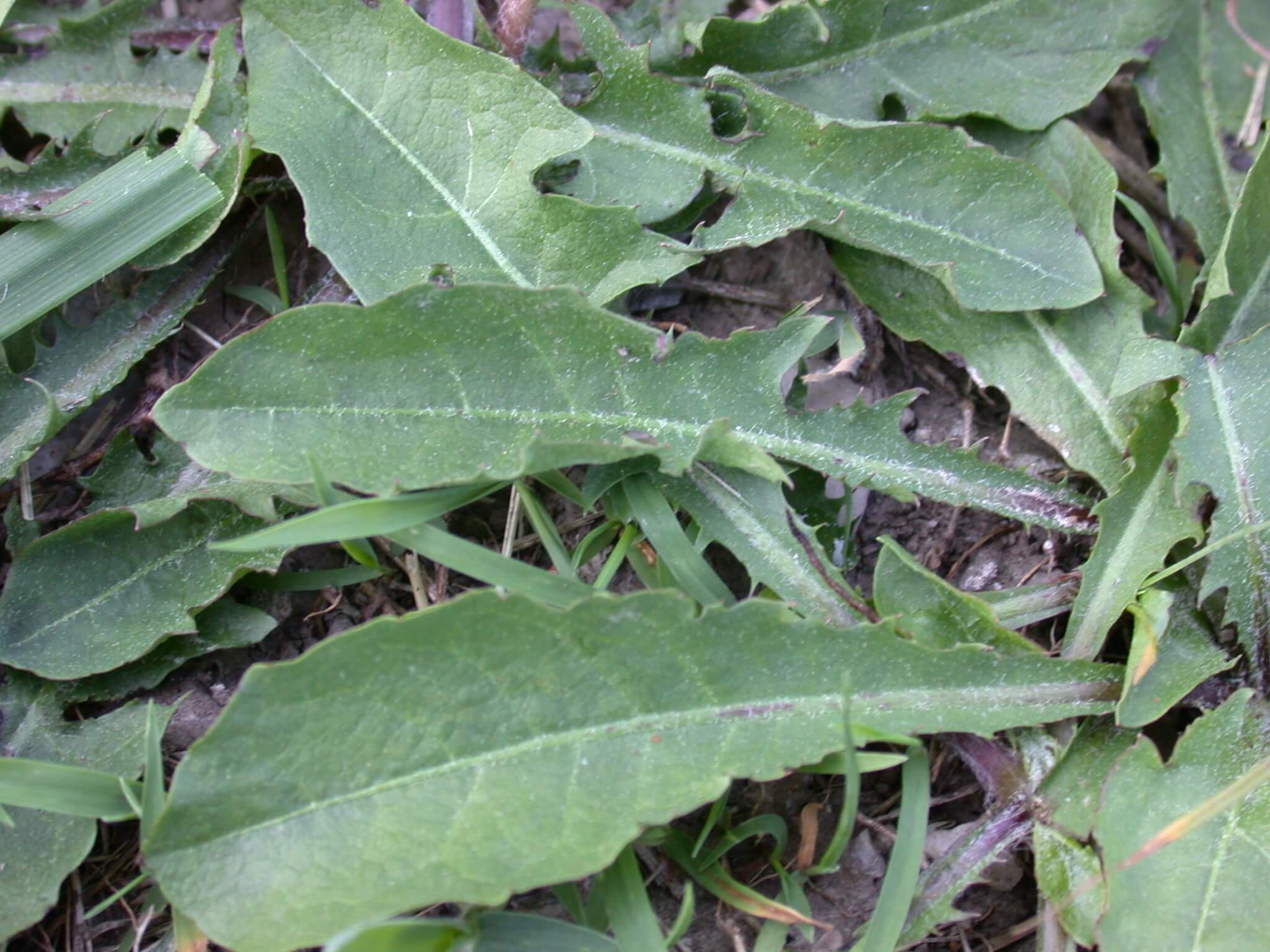 Dandelion Leaves