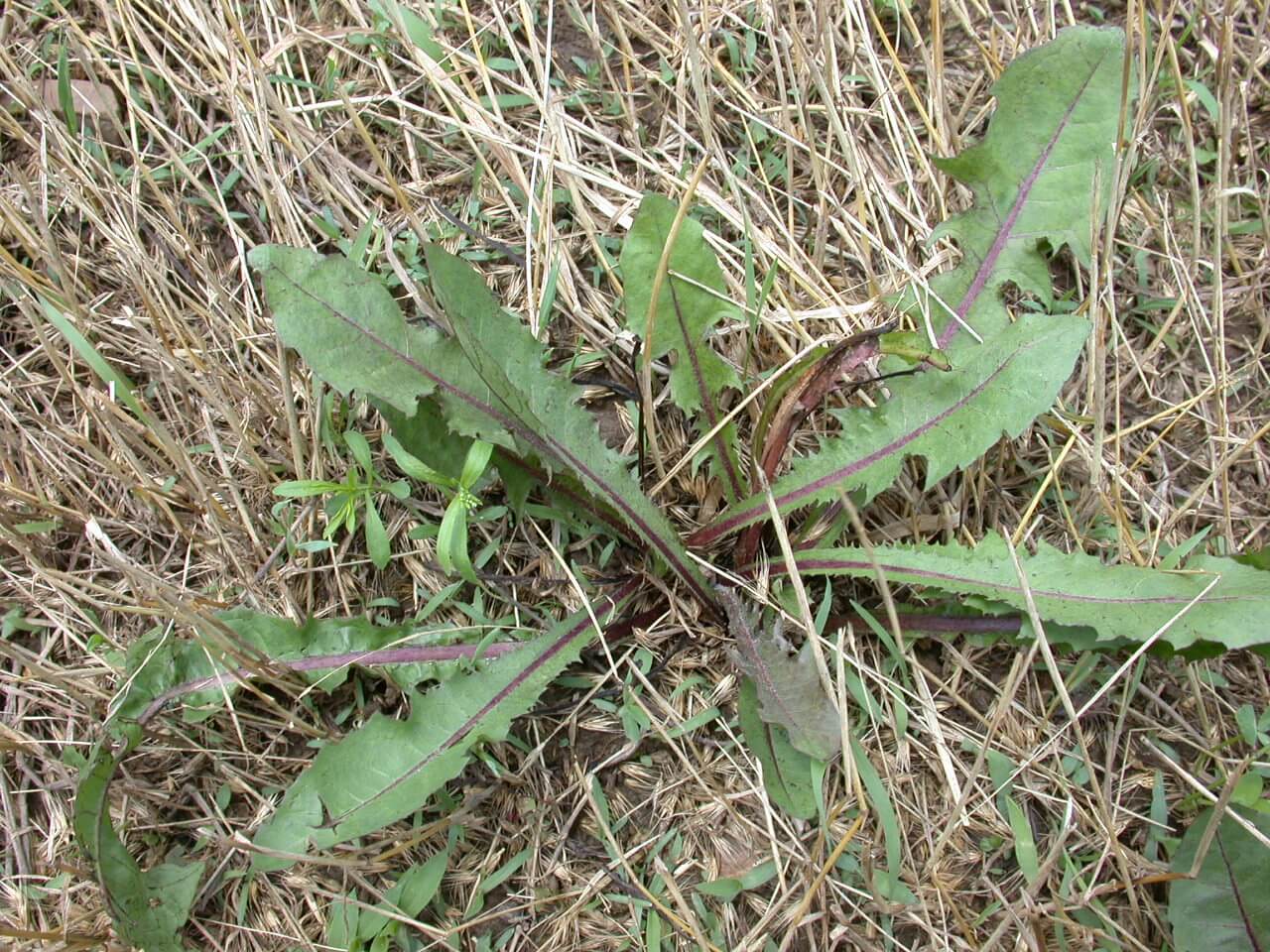 Dandelion Rosette Dandelion Rosette