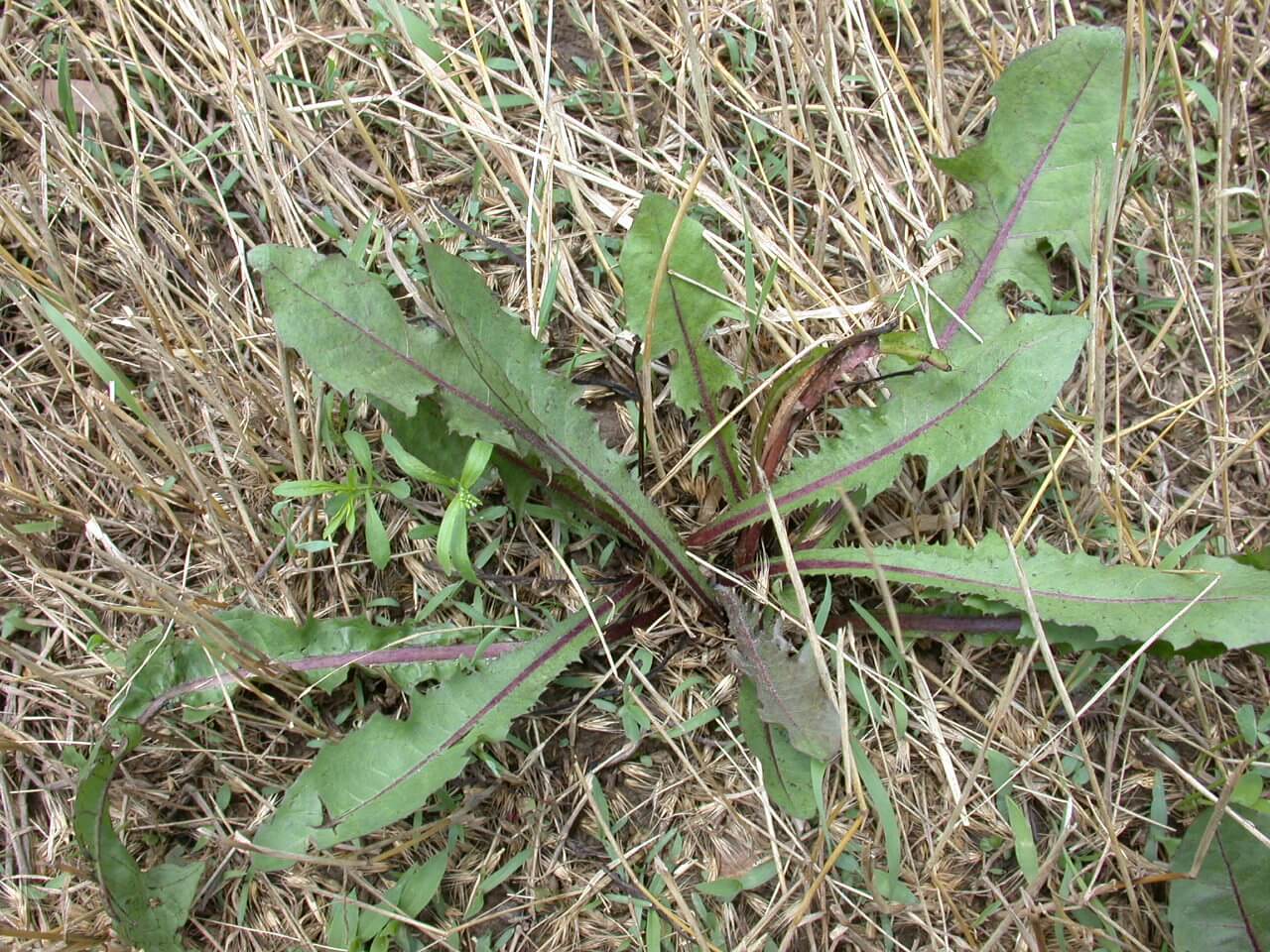 Dandelion Rosette