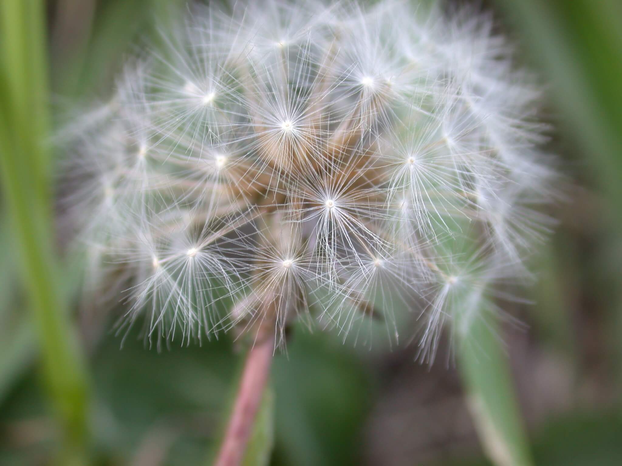 Dandelion seedheads are white, spherical, and fluffy; they contain many seeds.