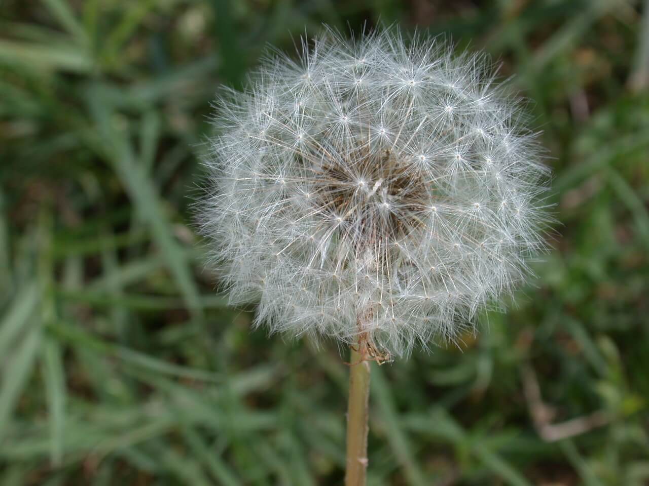 Dandelion seedheads are white, spherical, and fluffy; they contain many seeds.