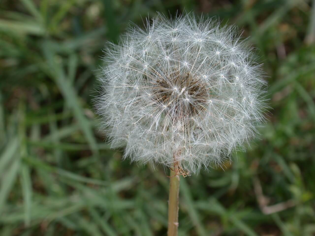 Dandelion Seedhead Dandelion seedheads are white, spherical, and fluffy; they contain many seeds.