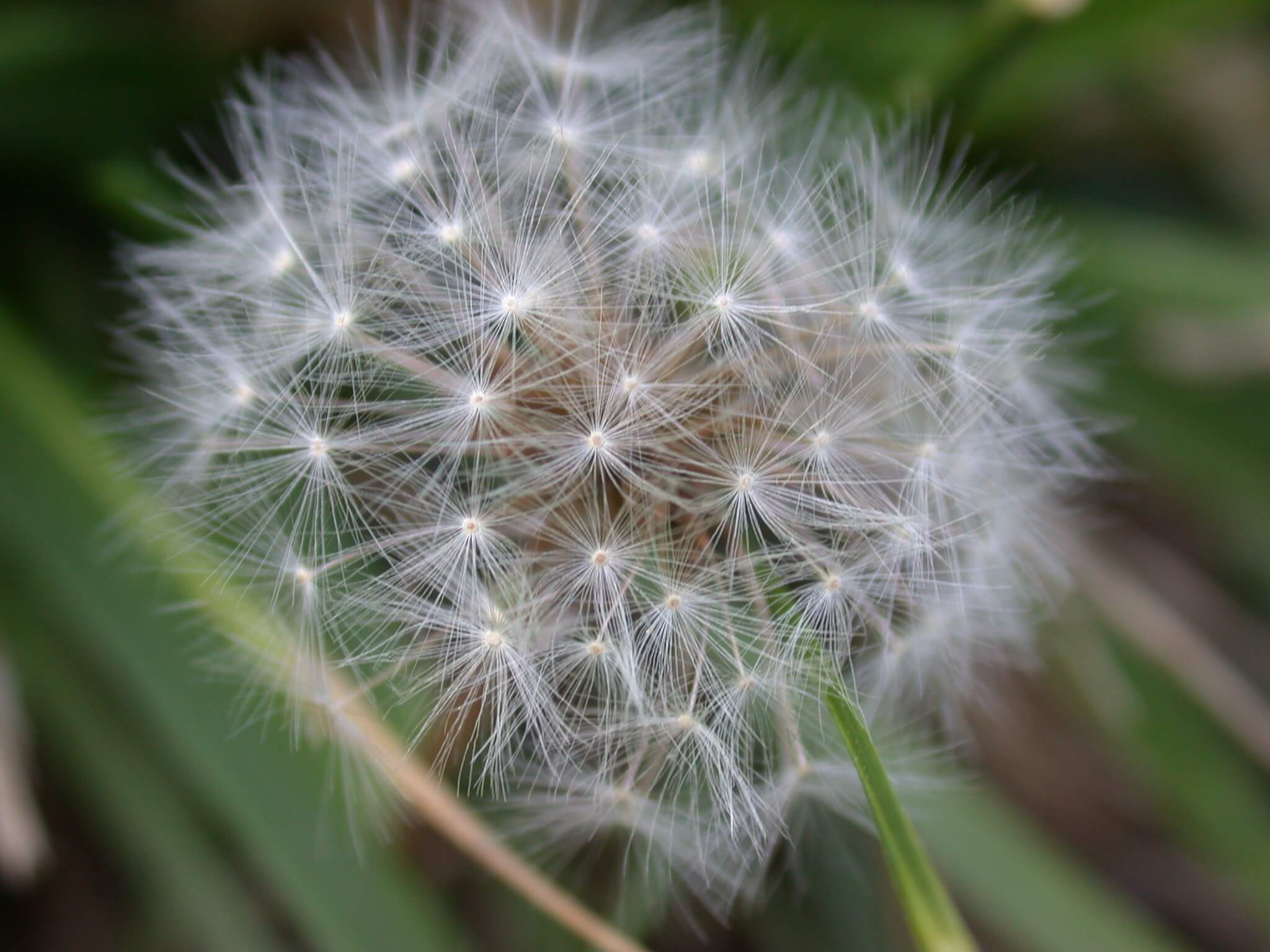 dandelion seedheads are white, spherical, and fluffy; they contain many seeds